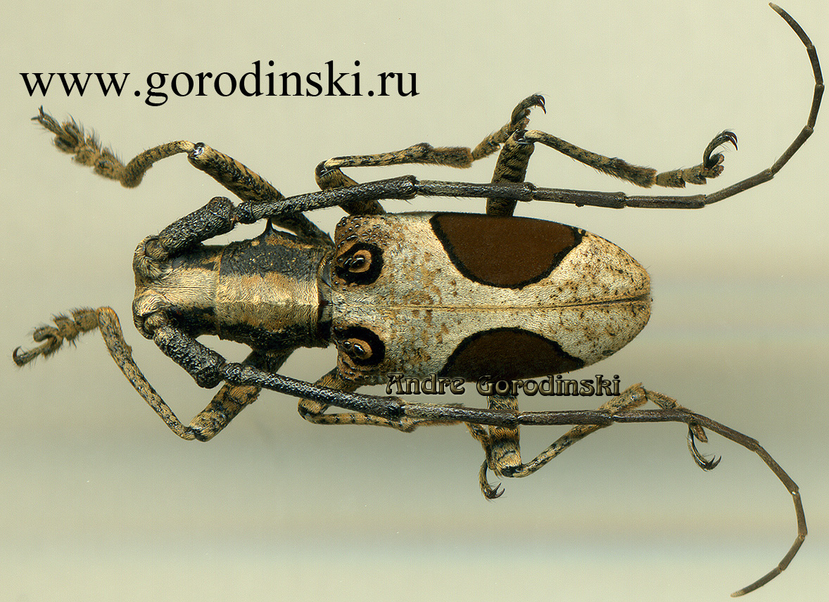 http://www.gorodinski.ru/cerambyx/Paraleprodera diophtalma.jpg